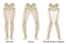 anatomia rodilla bicos